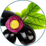 Syzygium Cumini - Curalin Ingredient